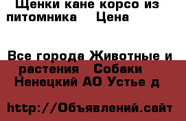 Щенки кане корсо из  питомника! › Цена ­ 65 000 - Все города Животные и растения » Собаки   . Ненецкий АО,Устье д.